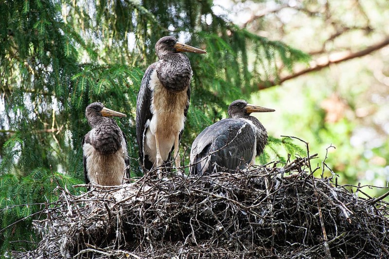 Black stork