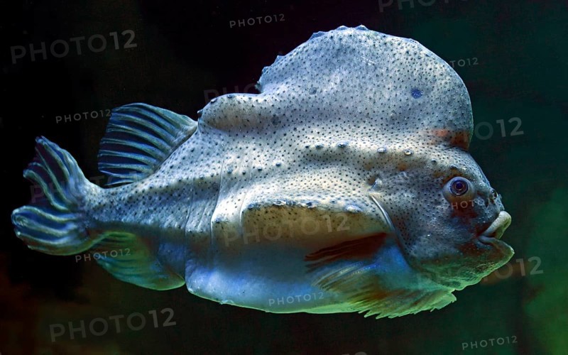 Lumpsucker