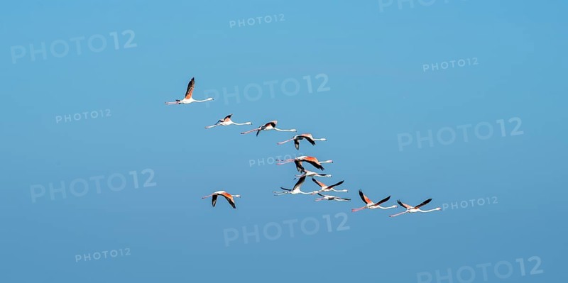 Greater flamingos