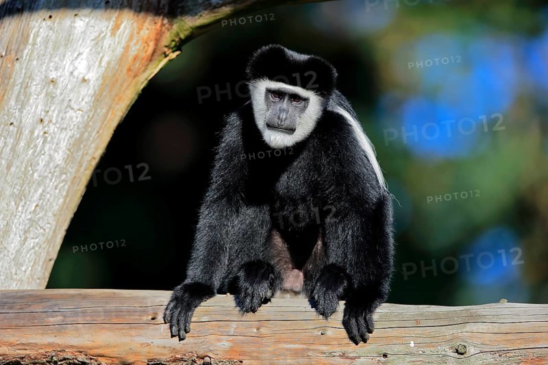 Mantled guereza