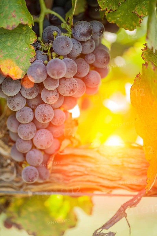 Vineyard with lush