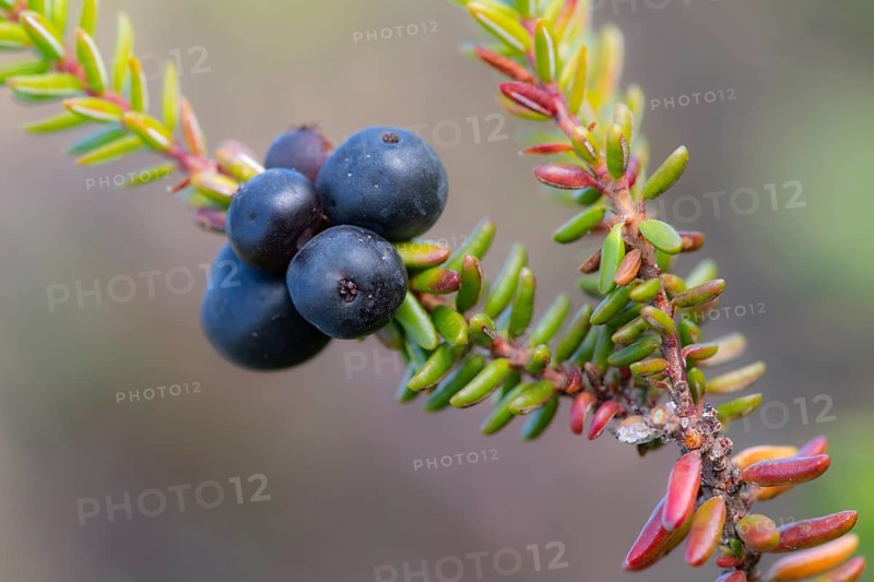 Crowberry