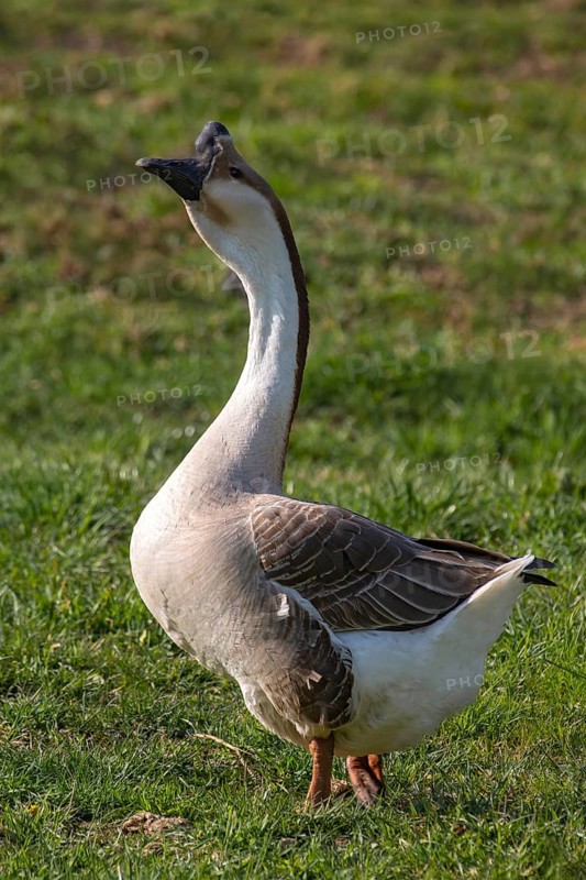 Mute goose