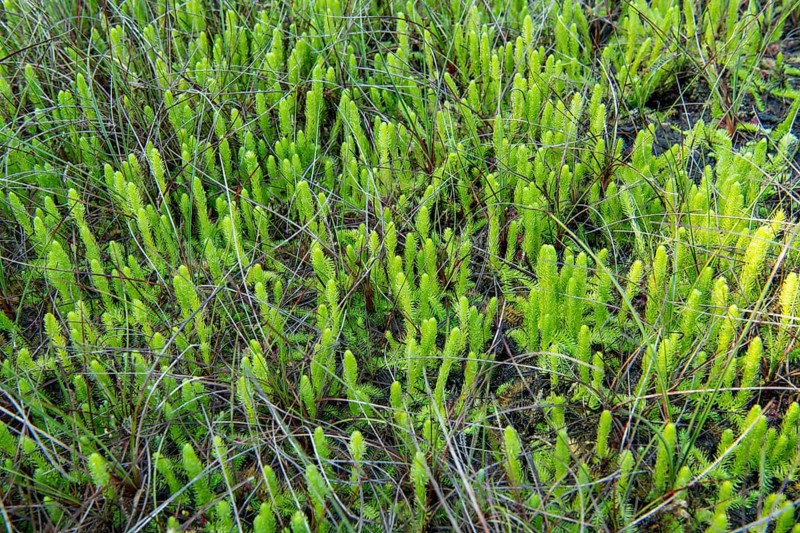 Inundated Club Moss