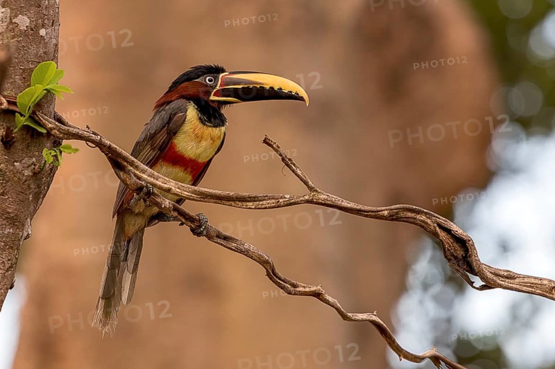 Chestnut-eared aracari