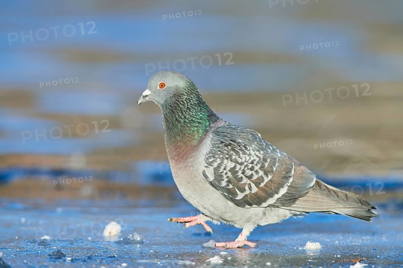 Pigeon