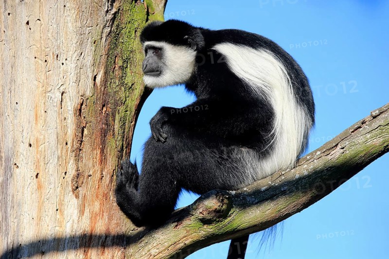 Mantled guereza