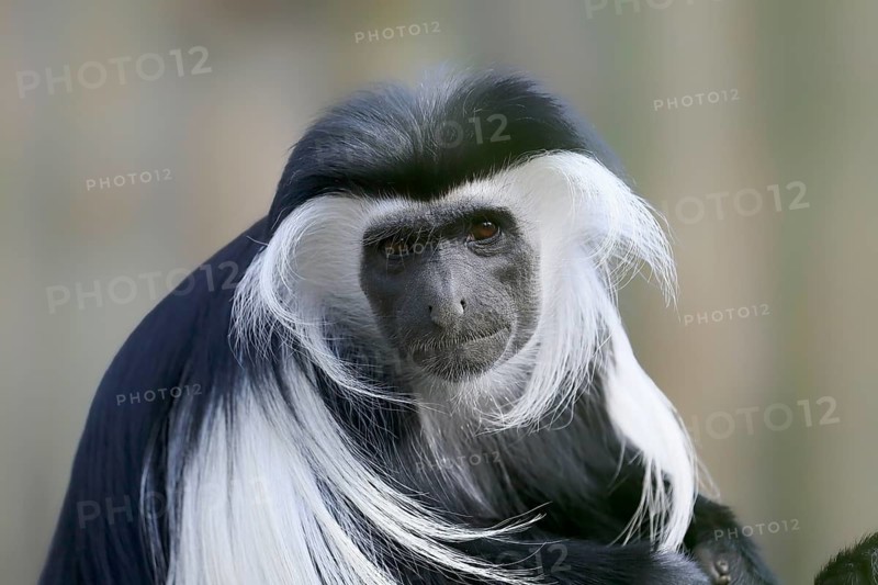Tanzania stubby monkey