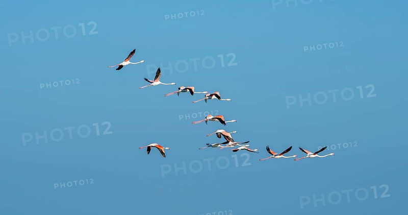 Greater flamingos