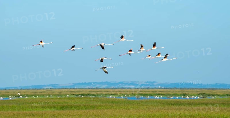 Greater flamingos