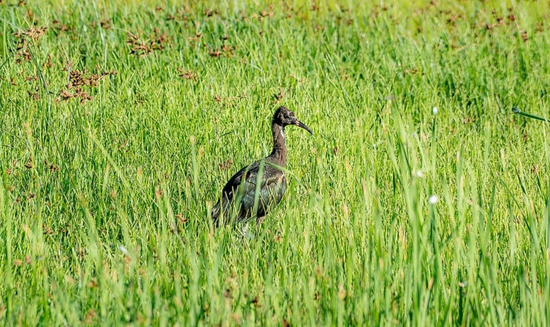 Glossy ibis