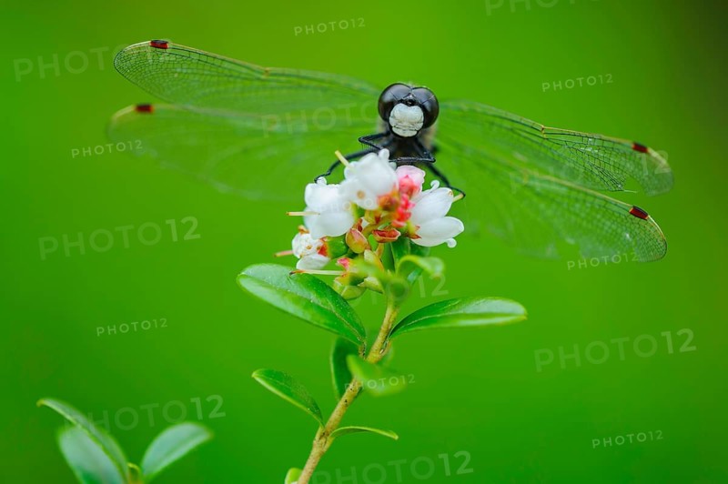 White-faced darter