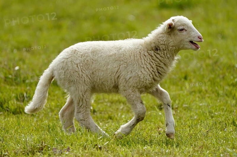 Forest sheep