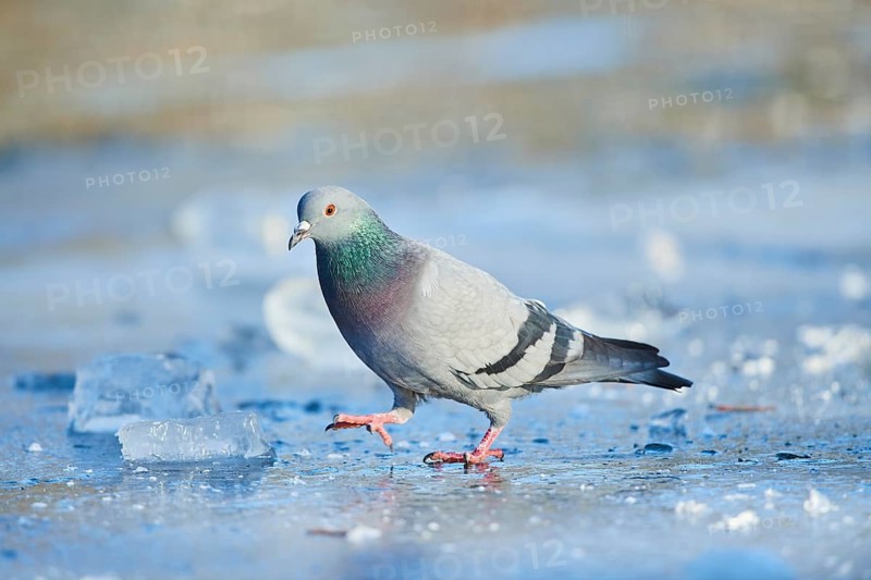 Pigeon
