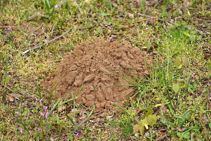 Mole mound in a meadow