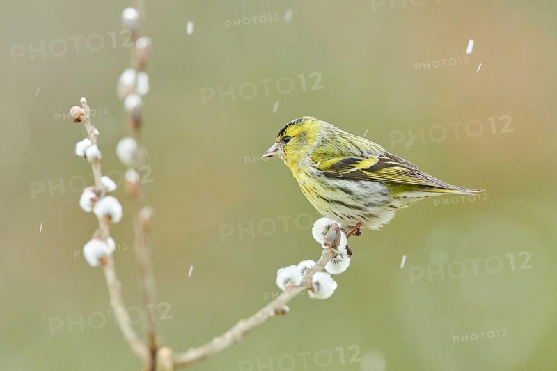 Eurasian siskin