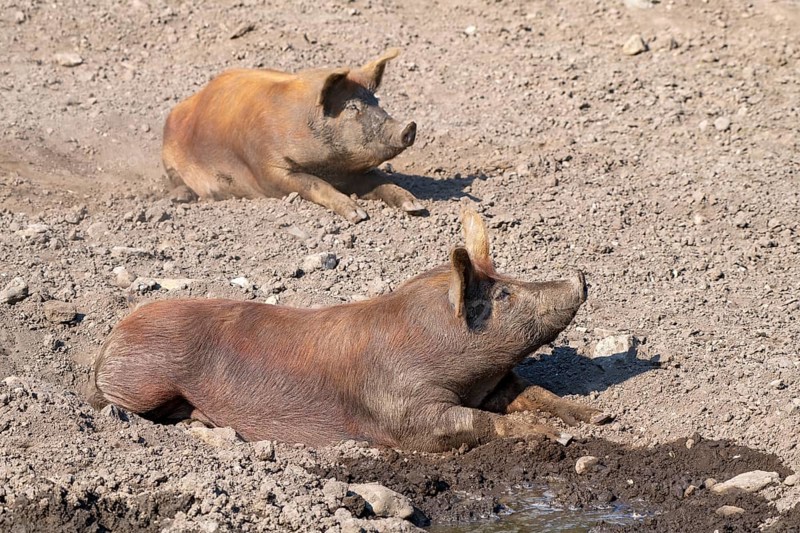 Duroc pig