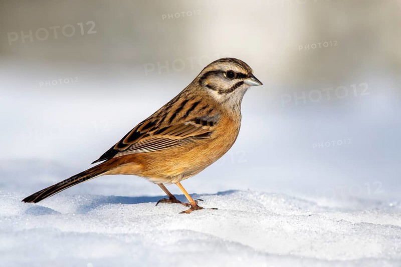 Rock Bunting