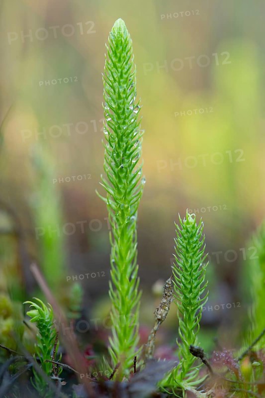 Inundated Club Moss