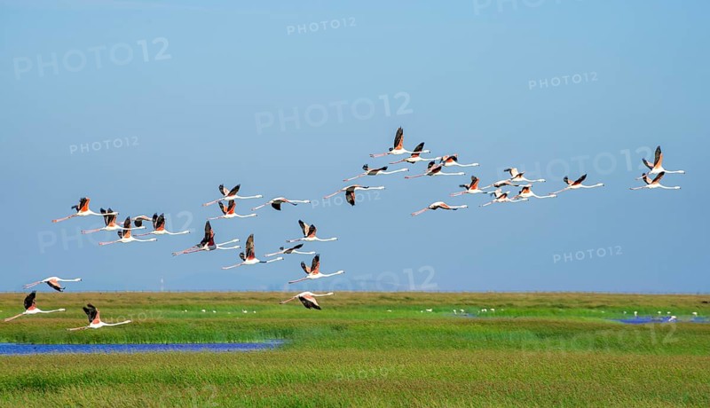 Greater flamingos