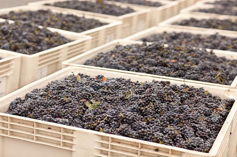 Harvested ripened wine grapes in crates