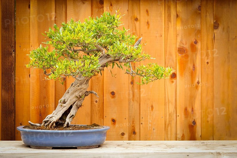 Beautiful pomegranate bonsai tree against wood fence