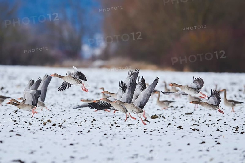 Starting Greylag goose