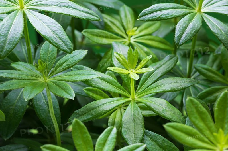 Woodruff