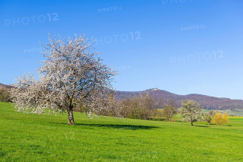 Orchard meadow