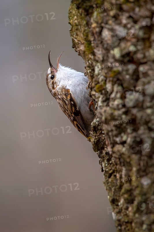 Eurasian Treecreeper