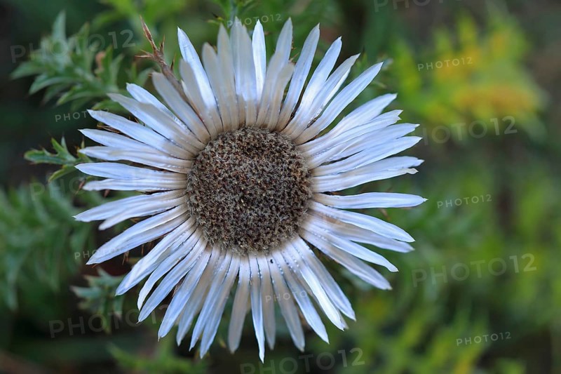 Silver thistle