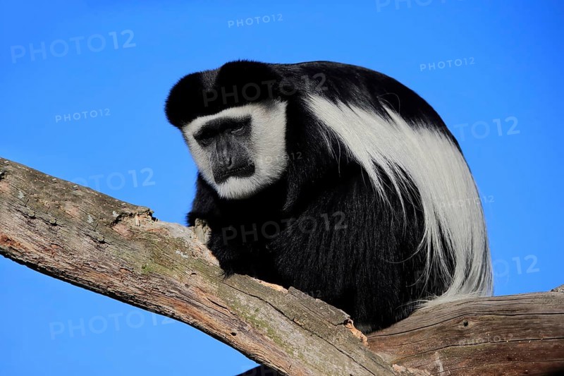 Mantled guereza
