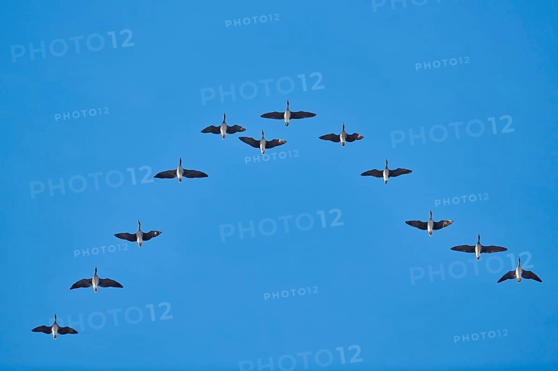 Flying Greylag geese