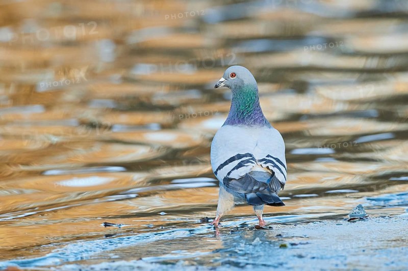 Pigeon