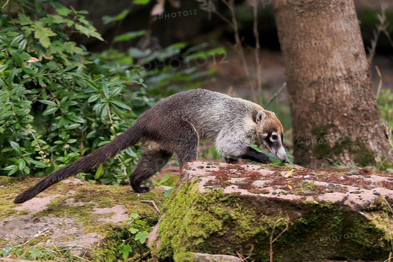 White-trunked coati