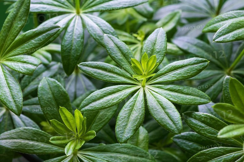 Woodruff