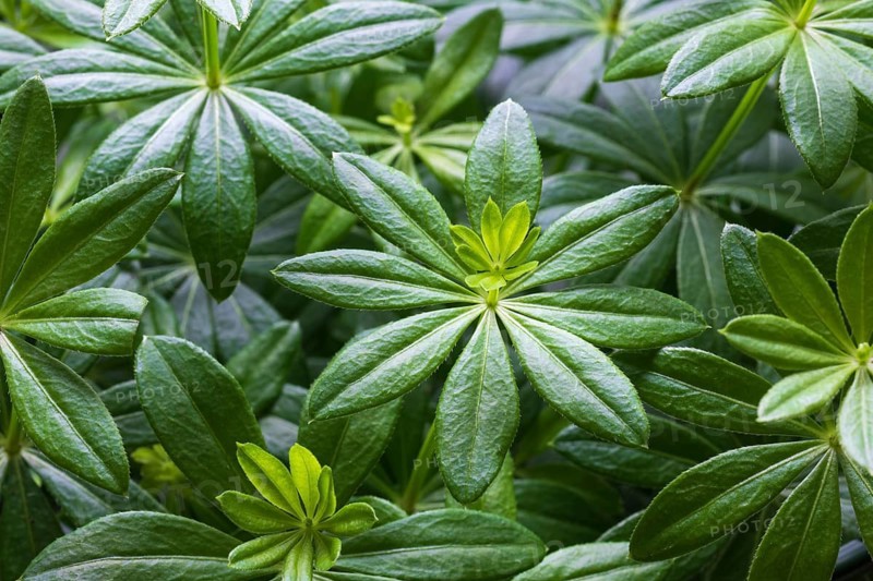 Woodruff