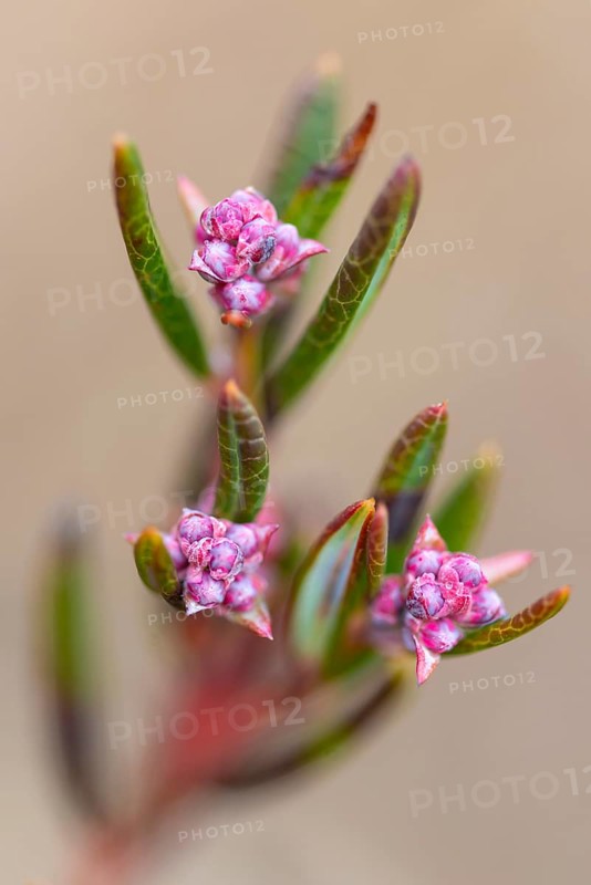 Flowering rosemary heath