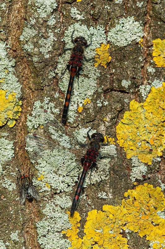 White-faced darter