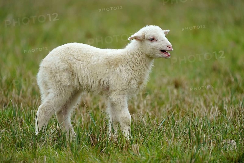 Forest sheep