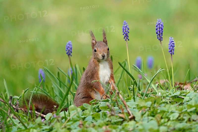 Squirrel