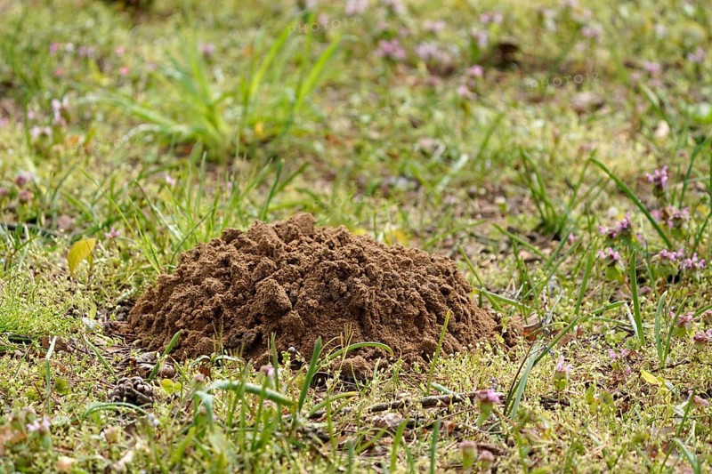 Mole mound in a meadow