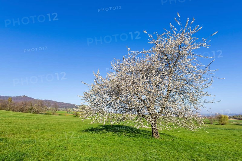 Orchard meadow