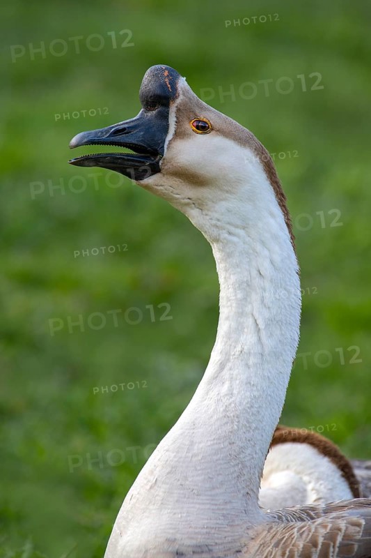 Mute goose