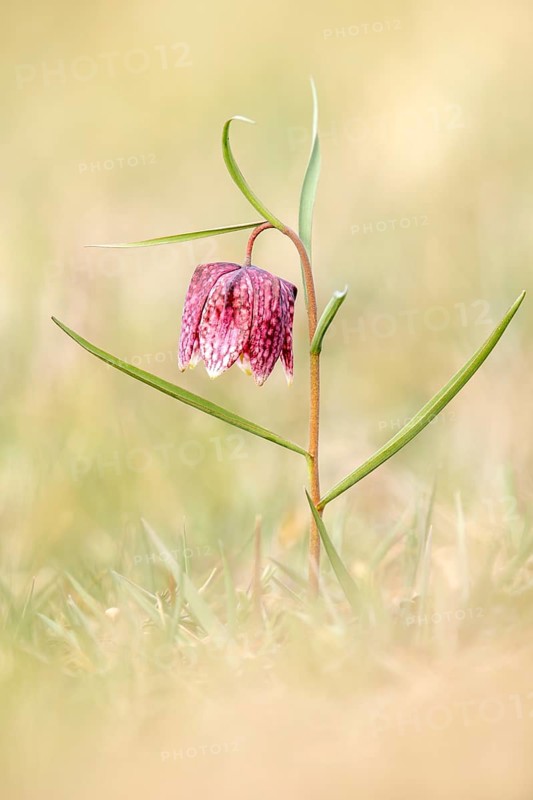 Snake's Head Fritillary