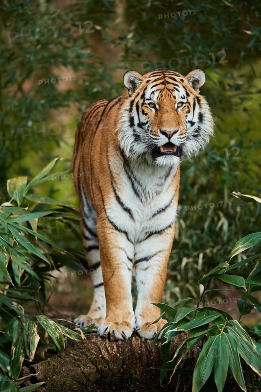 Bengal tiger