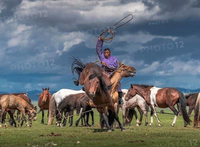 Nomad trying to catch his horse