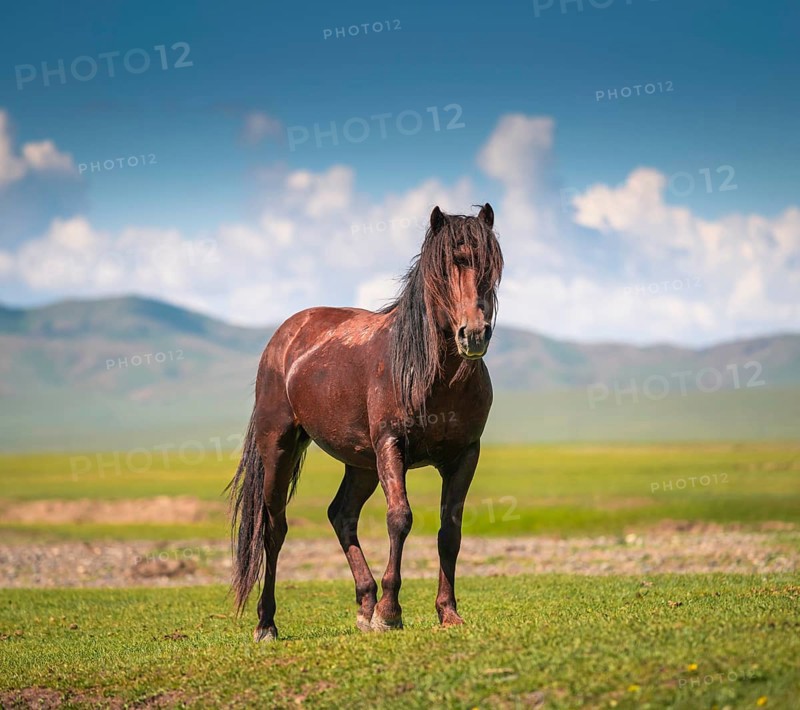 Stallion