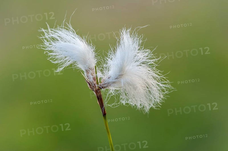 Hare's-tail cottongrass