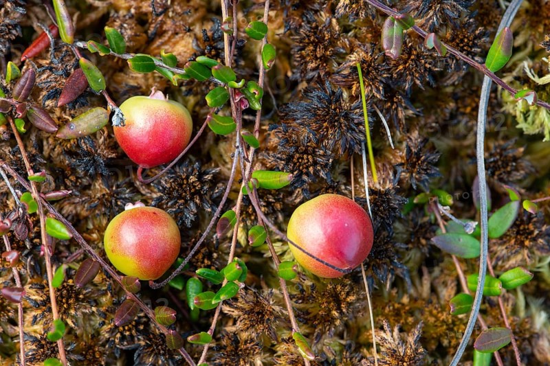 Small cranberry